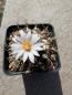 Preview: Turbinicarpus frailensis